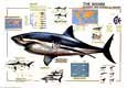 Buy Sharks at AllPosters.com