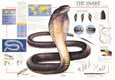 Buy The Snake at AllPosters.com