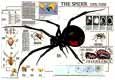 Buy Spider at AllPosters.com